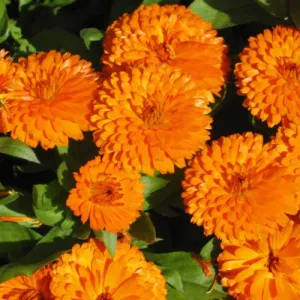 Ball's Orange Calendula Seeds