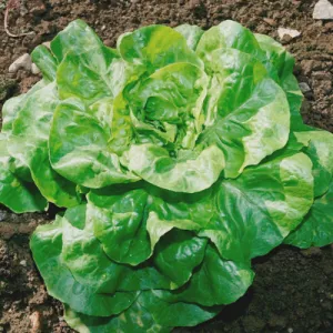 Bibb Butterhead Lettuce Seeds
