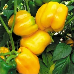 Canary Bell Pepper Seeds
