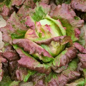 Chrystal Batavian Lettuce Seeds