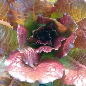 Cimmaron Lettuce Seeds