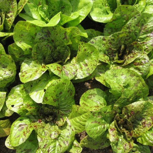 Freckles Lettuce Seeds