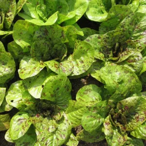 Freckles Lettuce Seeds
