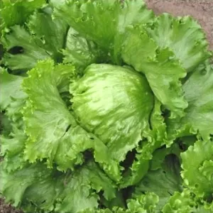 Great Lakes Lettuce Seeds