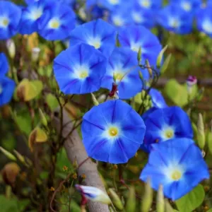 Heavenly Blue Morning Glory Seeds