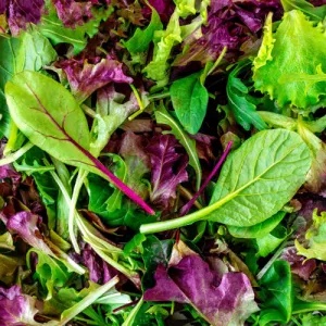 Mesclun Mix Lettuce Seeds