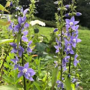 Tall Bellflower Campanula Seeds