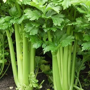 Utah 52-70 Celery Seeds
